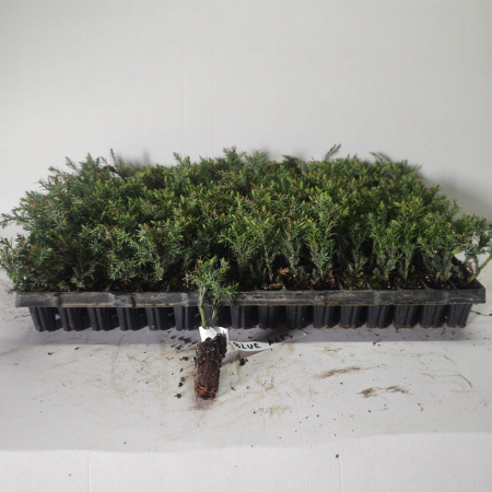 Conifere - Ienupar chinezesc Blue Alps  5cm , Juniperus chinensis