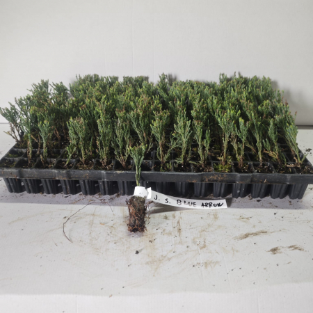 Ienupar columnar albastru de munte Blue Arrow 5 cm , albastru verzui [1]