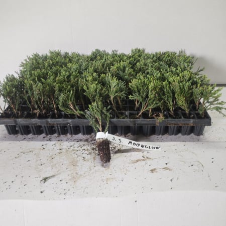 Ienupar columnar Moonglow 5cm , albastru-argintiu [1]