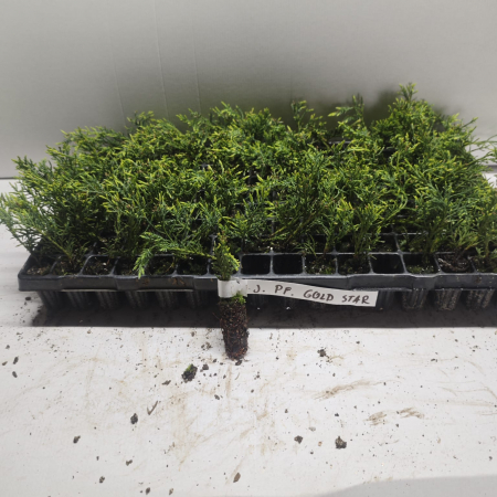 Ienupar galben Gold Star 5 cm [1]