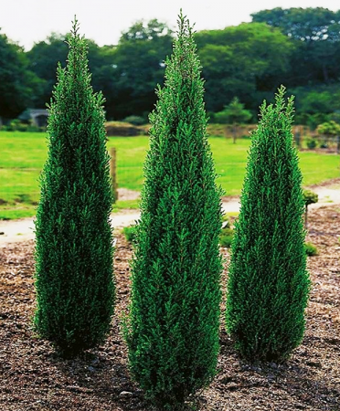 Ienupar Juniperus communis Arnold 5cm [1]