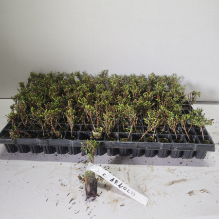 Ienupar Juniperus communis Arnold 5cm [0]