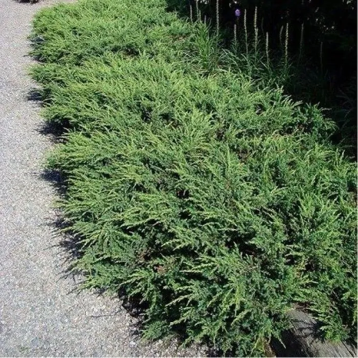 Ienupar tarator Repanda 5 cm [0]