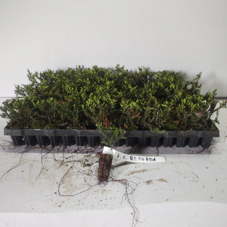 Ienupar tarator Repanda 5 cm [1]