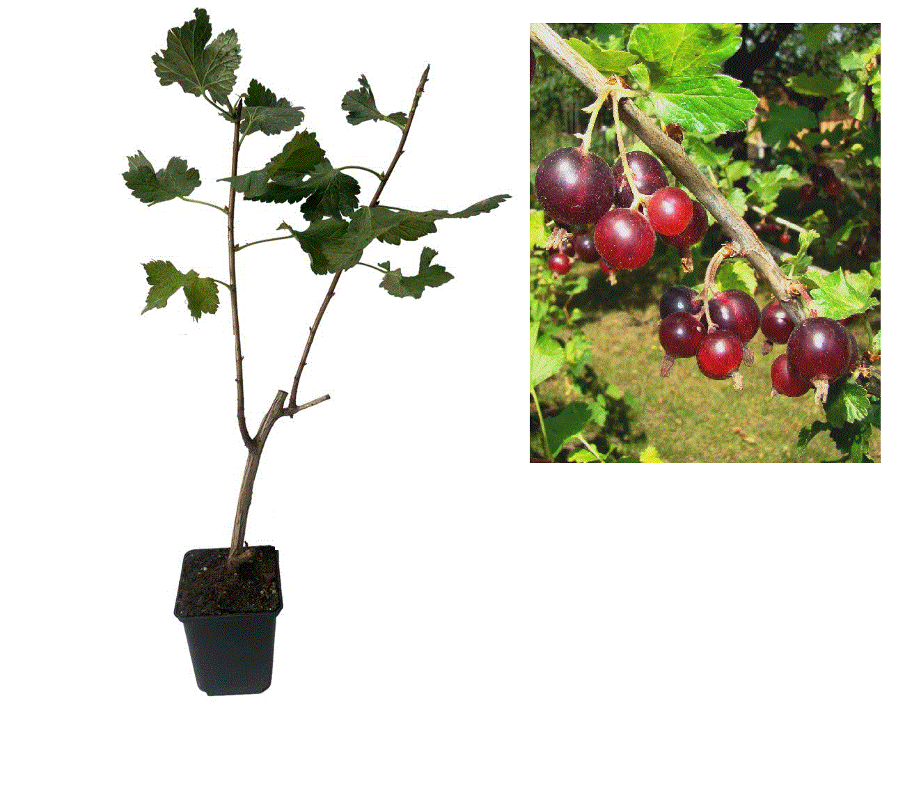 Copaci exotici (aclimatizati) - Josta ( hibrid agris cu coacaz ) , 2 ani