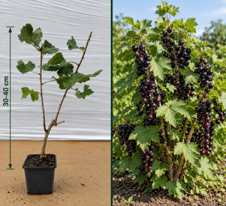 Toate produsele - Josta Hibrid Coacăz-Agriș Fără Spini la Ghiveci 30-40 cm