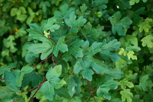 Jugastru 50-80 cm  (Acer campestre ), radacina libera [0]