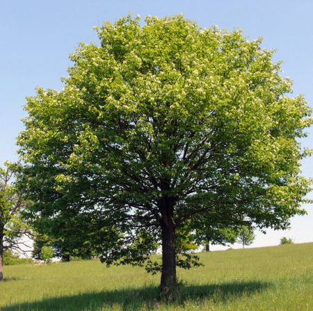 Jugastru 50-80 cm  (Acer campestre ), radacina libera [1]