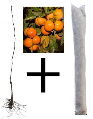 Copaci exotici (aclimatizati) - Kaki Jiro 120-150 cm + protectie iarna cadou, radacina libera (precomanda)