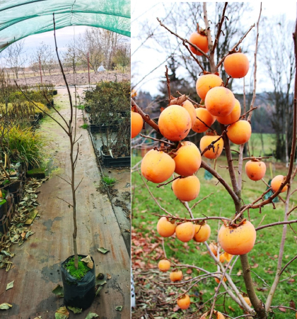 Toate produsele - Kaki Jiro 3 ani , 70-120 cm