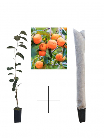 Arbusti fructiferi - Kaki Jiro , 60-100 cm + protectie iarna cadou
