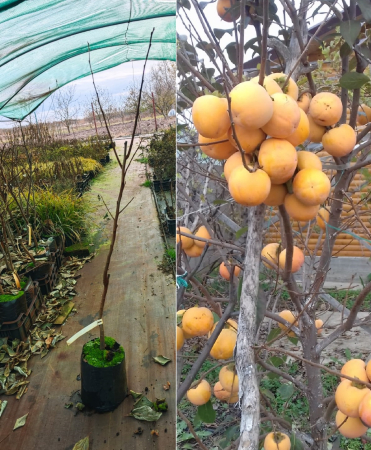 Toate produsele - Kaki Rojo Brillante 3 ani , 70-120 cm