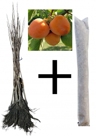 Copaci exotici (aclimatizati) - Kaki Rojo Brillante + protectie iarna cadou, 120-150 cm radacina libera (precomanda)