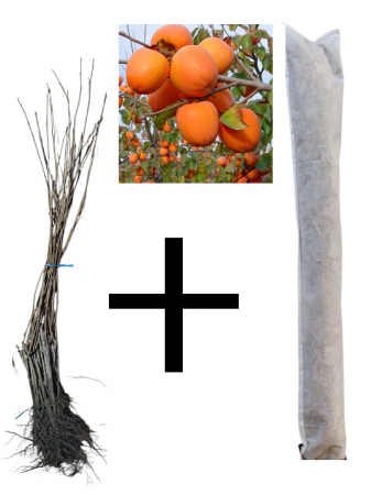 Toate produsele - Kaki Rojo Brillante + protectie iarna cadou, 30-50cm radacina libera