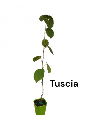 Mini Kiwi - Kiwi Actinidia deliciosa Tuscia 80-100 cm femela