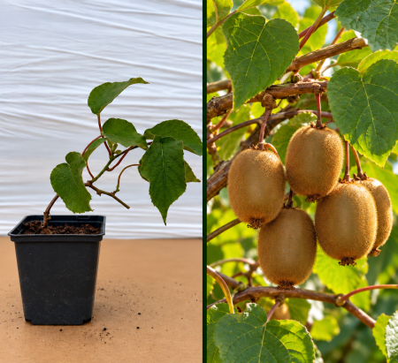 Toate produsele - Kiwi Autofertil Jenny la Ghiveci (15-25 cm) - Actinidia deliciosa