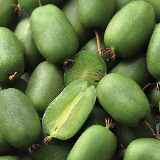 Copaci fructiferi - Kiwi autofertil VITIKIW (Actinidia arguta) , minikiwi 2 ani