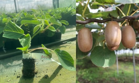 Copaci exotici (aclimatizati) - Kiwi Boskoop autofertil 5-10cm - Actinidia deliciosa