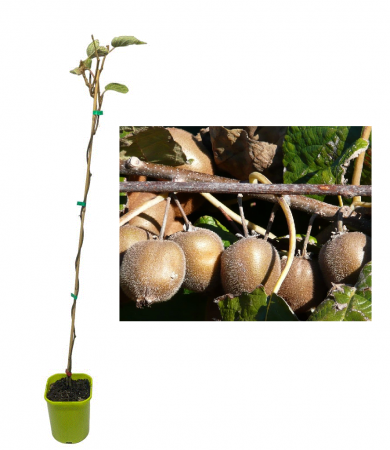 Copaci fructiferi - Kiwi Boskoop Autofertil (Actinidia deliciosa Boskoop ) , 2 ani , 60-80 cm , rezistent la ger