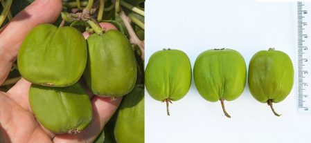 Mini Kiwi - Kiwi Chang Bai Giant (Actinidia arguta) , minikiwi 2 ani