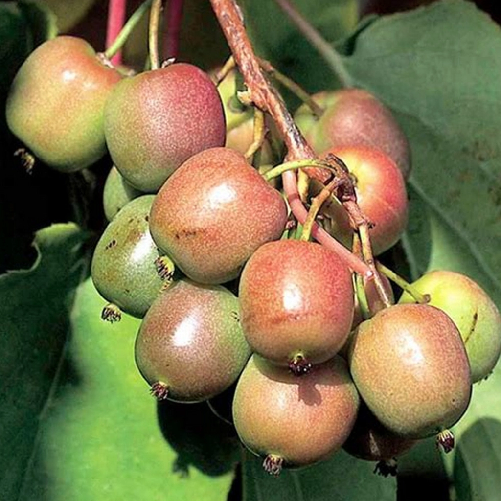 Mini Kiwi - Kiwi Geneva 5-10cm (Actinidia arguta) , minikiwi rosu
