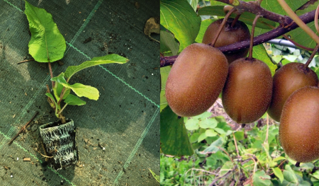 Mini Kiwi - Kiwi Hayward femelă (Actinidia deliciosa) la ghiveci