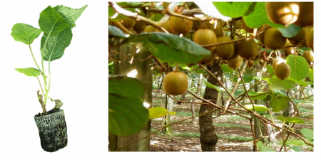 Copaci exotici (aclimatizati) - Kiwi Jenny Autofertil, 10 cm  (Actinidia deliciosa Jenny )  la ghiveci