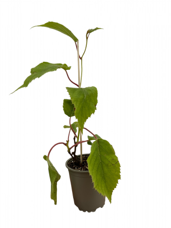 Kiwi & Mini-Kiwi (Actinidia) - Kiwi Jenny Autofertil 20-40 cm (Actinidia deliciosa Jenny ) tavita