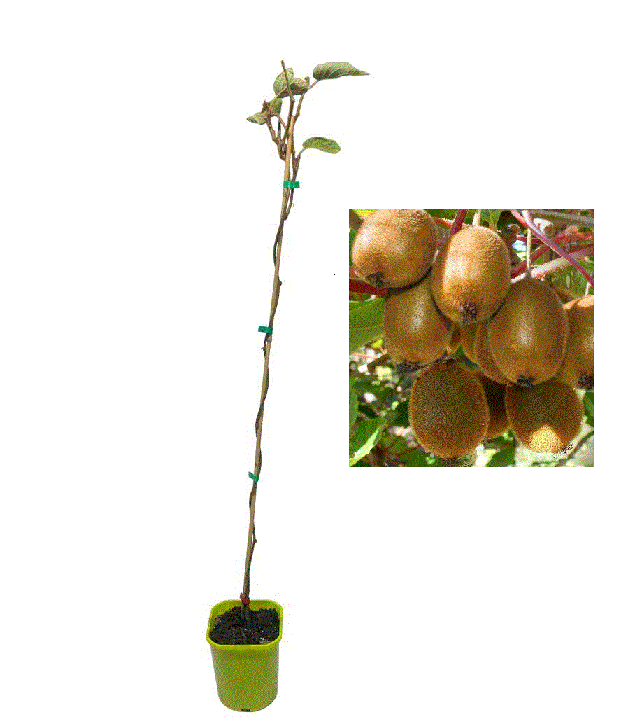 Copaci exotici (aclimatizati) - Kiwi Jenny Autofertil (Actinidia deliciosa Jenny ) , 2 ani , 80-100 cm