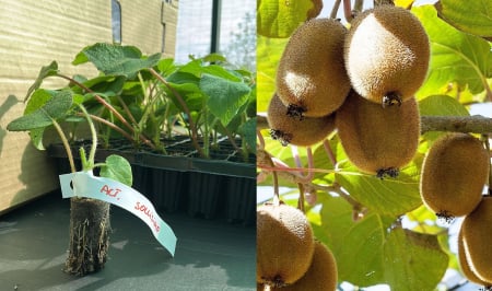 Arbusti fructiferi - Kiwi rezistent la ger Sollissimo autofertil 5-10 cm - Actinidia deliciosa