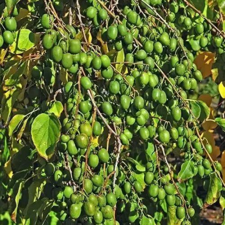 Mini Kiwi - Kiwi Rogow (Actinidia arguta Rogów) , minikiwi 2 ani