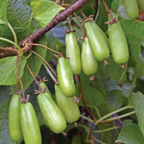 Mini Kiwi - Kiwi Vitakola (Actinidia  kolomikta) , minikiwi 2 ani
