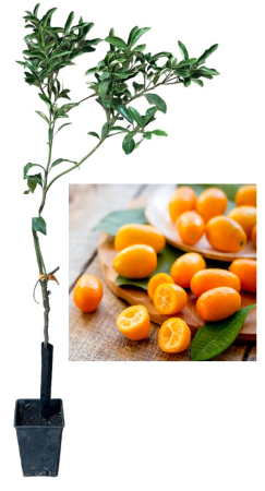 Citrice - Kumquat în Ghiveci , 80-120cm