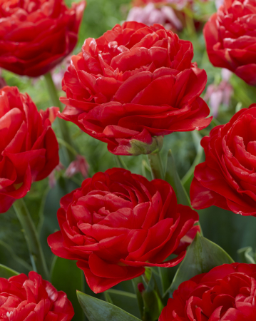 Lalea rosie palita Pamplona [0]