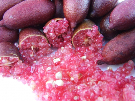 Lamai Caviar , rosu violet 50-90cm „Sanguinea” (Microcitrus Australasica) [1]