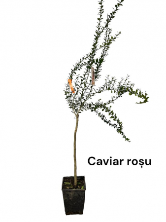 Citrice - Lamai Caviar , rosu violet 50-90cm „Sanguinea” (Microcitrus Australasica)