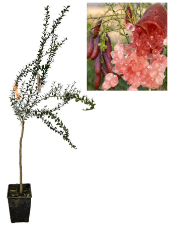 Pomi fructiferi - Lămâi Caviar Roz Finger Lime „Mia Rose” 100-120 cm
