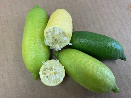 Lamai Caviar , verde 80-120cm „Faustrime”A (Microcitrus Australasica) [1]