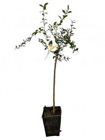Citrice - Lamai Caviar , verde 80-120cm „Faustrime”A (Microcitrus Australasica)