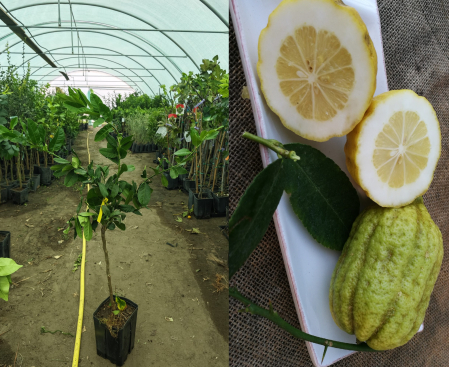 Citrice - Lamai Cedro Etrog lamaiul evreilor 100-120 cm