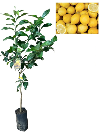 Citrice - Lamai cu multe fructificari Femminello VCR si far samburi , 80-120 cm