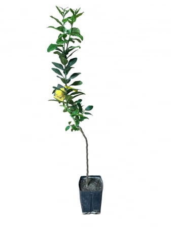 Citrice - Lamai diamant citron , Lămâiul Cedro Diamant 80-100cm