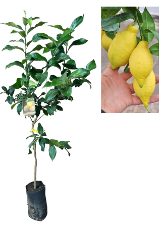 Pomi fructiferi - Lămâi Lunario 4 Anotimpuri (120-150cm) - Fructificare Continuă