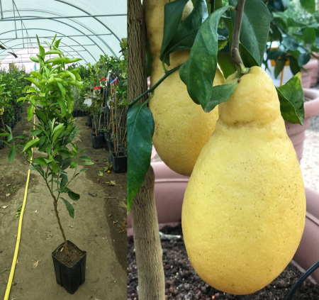 Citrice - Lamai Pera del Commendatore in forma de para 100-120 cm, fructe mari parfumate