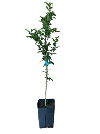 Copaci fructiferi - Lamai pomelo hibrid Citromelo Swingle 70-100cm