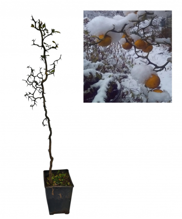 Copaci fructiferi - Lamai rezistent la ger , 80-120cm , 5 ani ,  Dragonul  Zburator ( Poncirus trifoliata 'Flying Dragon')
