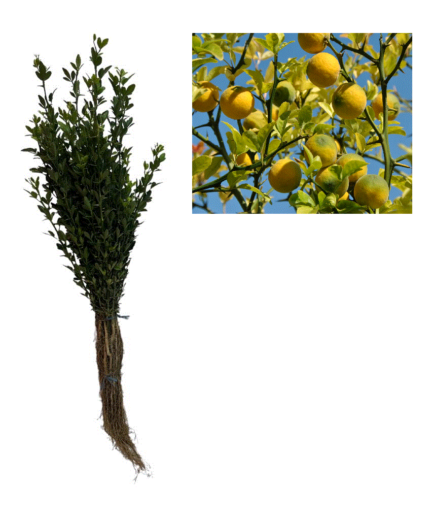 Lamai rezistenti la ger 5-10 cm , Poncirus Trifoliata , radacina libera [1]