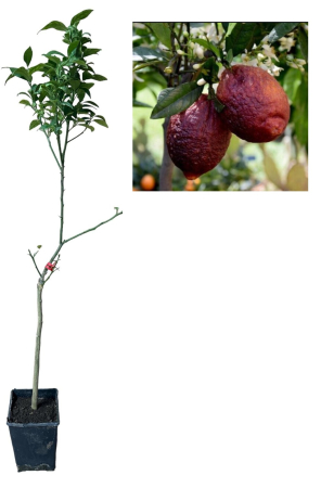 Citrice - Lamai rosu , Red Lemon , Limone Rosso   100-120 cm
