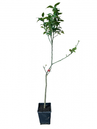 Citrice - Lamai rosu , Red Lemon , Limone Rosso   100-120 cm
