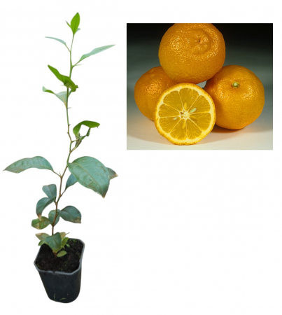 Copaci exotici (aclimatizati) - Lamai Volkamer (Citrus volkameriana)  30-50 cm - lamai rezistent la frig